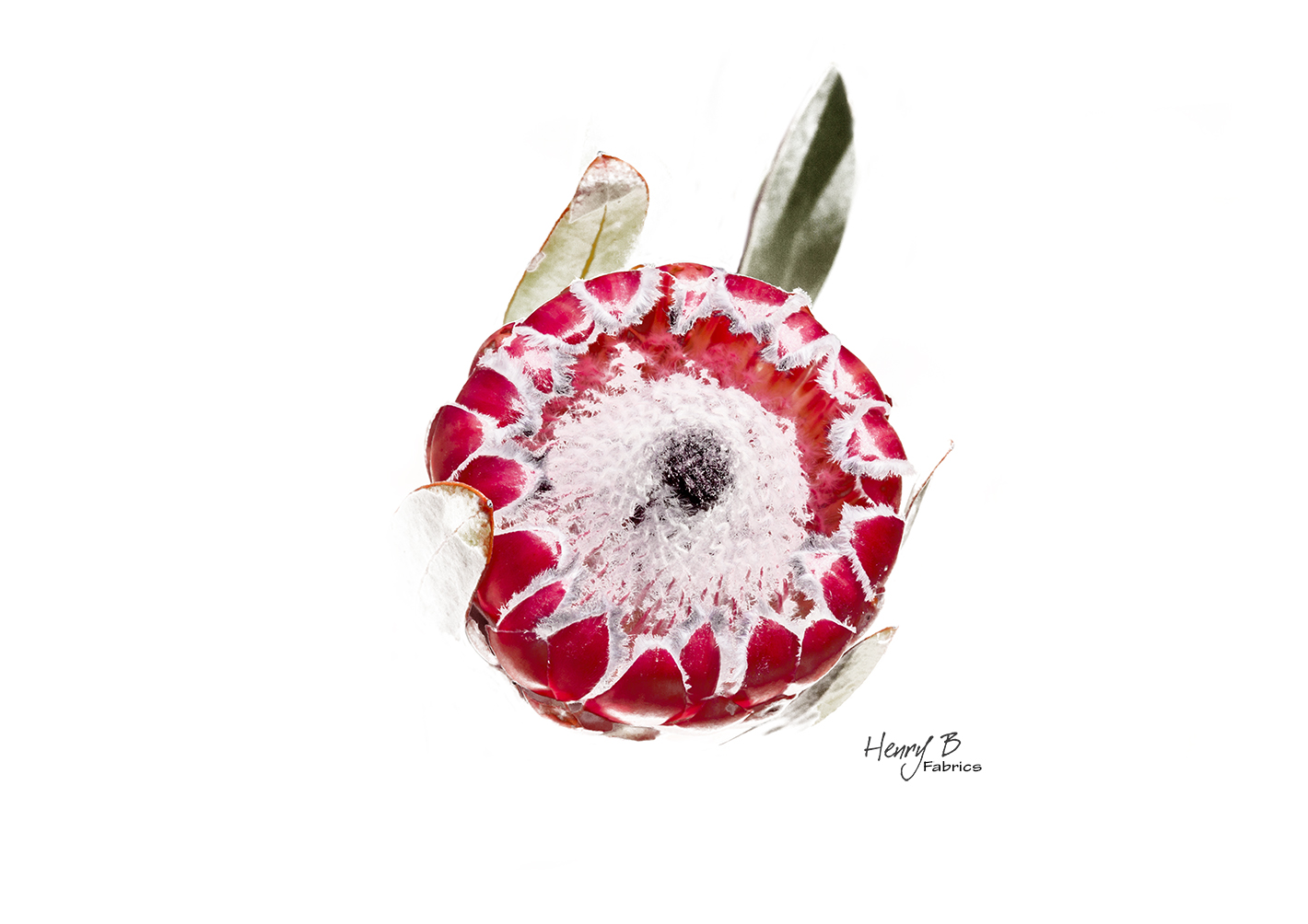 protea-placemat-4